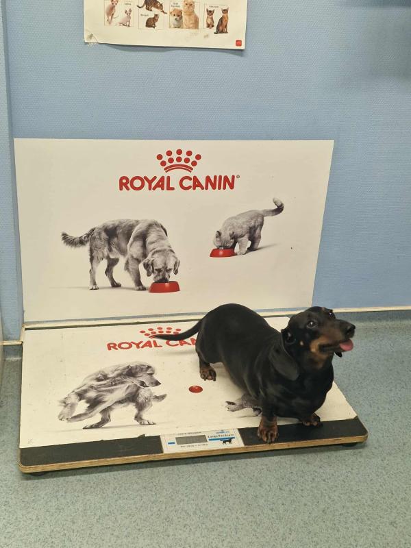 Dietetikai tanácsadás